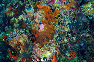 Burst of colors. by Carlo Greco 
